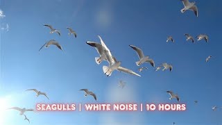 Seagull Sounds for Baby Sleep 💤 | 10 Hours of Soothing White Noise screenshot 2