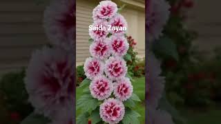 amazigh music, saida zayan, oujemmi, ittugagh cha #atlas voices #rythms of the Mountains #shorts