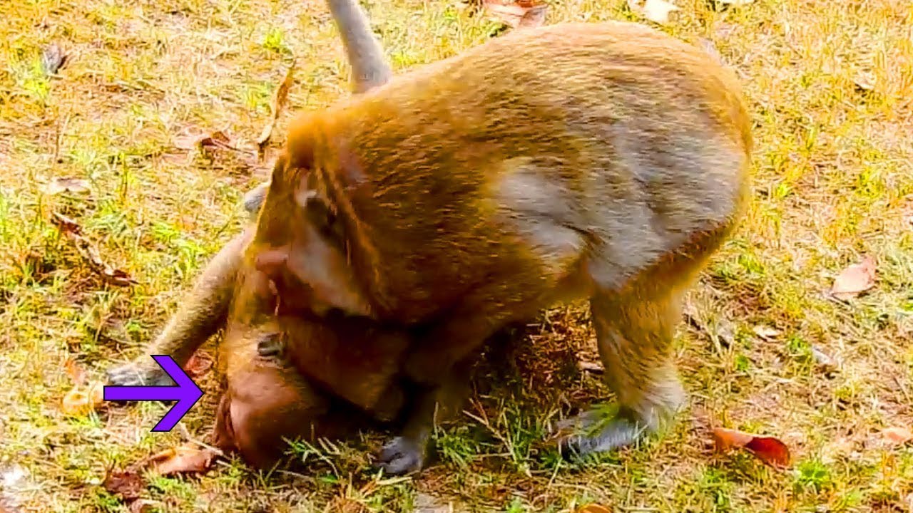 MG! Popeye Get Angry With SweetPea Bothering, She Catch Sp To Bite So Hard, Sp Cry So Loudly,pity