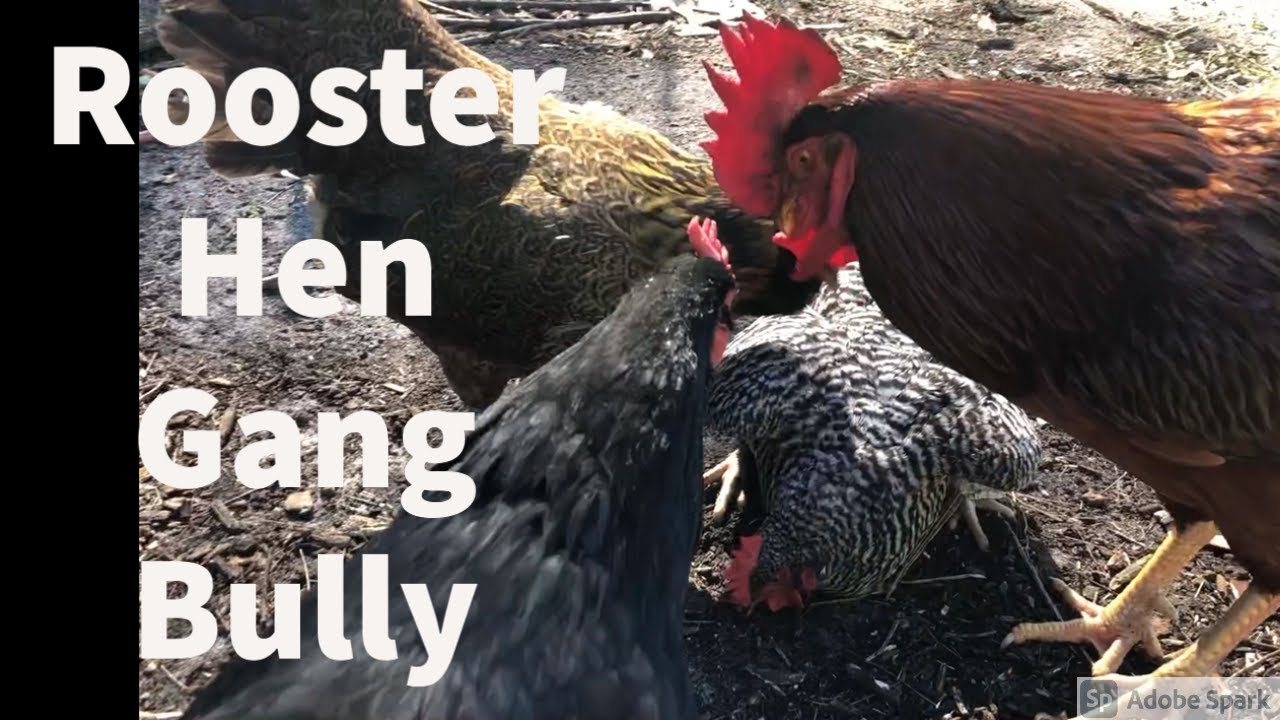 Rooster Hen Gang Bully Behavior YouTube