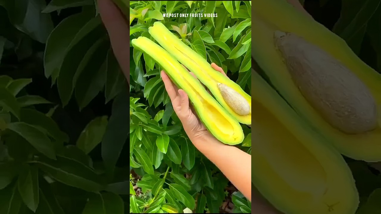Have you ever seen such a big avocado 🥑🥭🍋🍎😋 