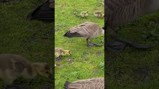 Canadian geese and babies in Stanley Park in Vancouver