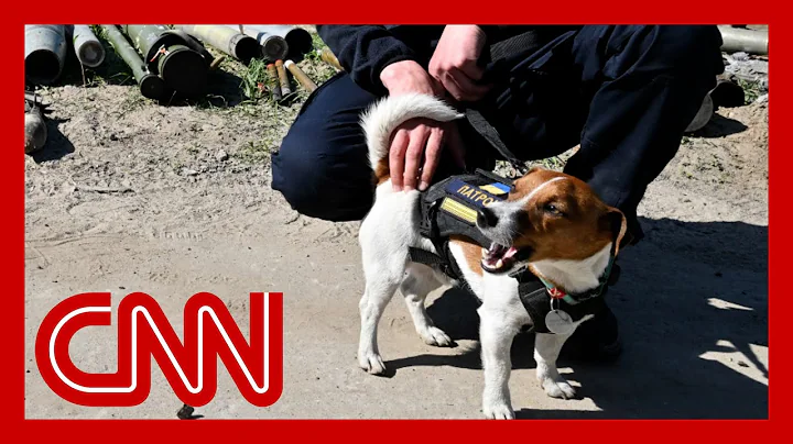 Bomb-sniffing dog called hero after uncovering ove...