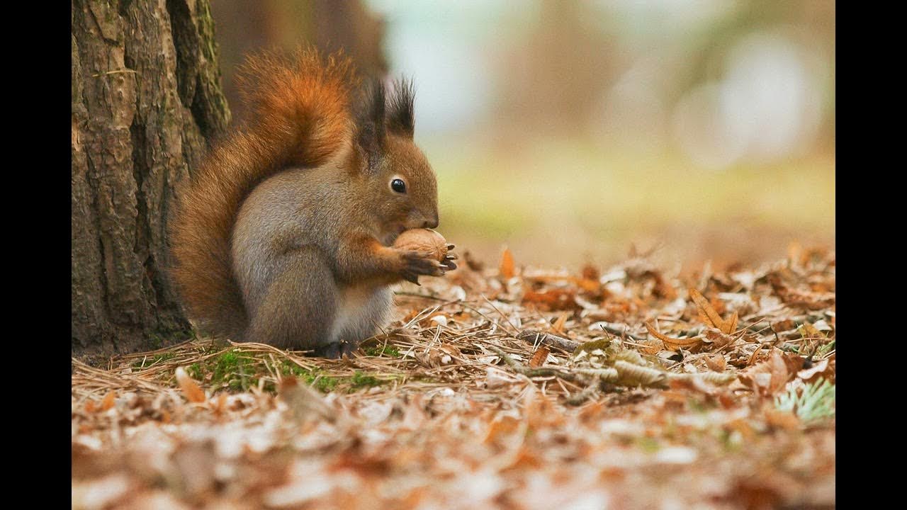 Squirrel Squeaking Sound 1 Hour (Animalattracting, Ambient, White