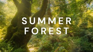 Hot Sunny Day in Redwood Forest | 4K Animated Screensaver with Authentic Sounds screenshot 3