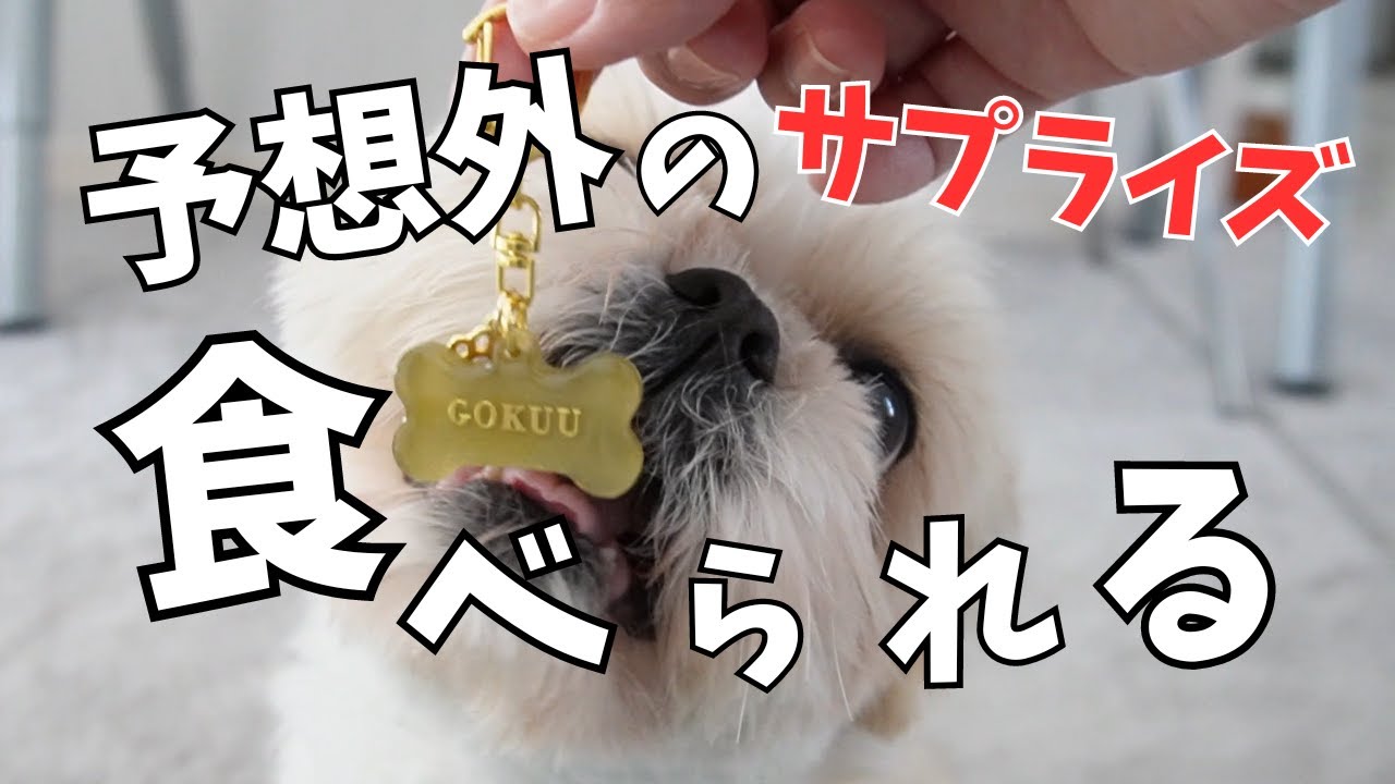 とにかく初めて見るモノは噛みたくなるらしいwww～多頭飼い～チワワ・シーズー・ミニチュアピンシャー・トイプードル