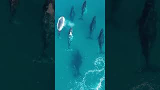 Mesmerizing Marine Encounter of a Whale Pod