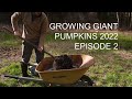 Growing Giant Pumpkins 2022 Episode 2 - Seed Starting
