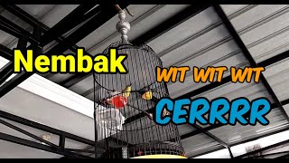 Pleci Shoots Wit Wit Cerr