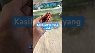 Pakan burayak maxfeed bluecore | Tentang ikan Koi | Penghobi Koi Indramayu