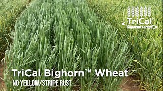 TriCal Bighorn™ Wheat Is Disease Resistant