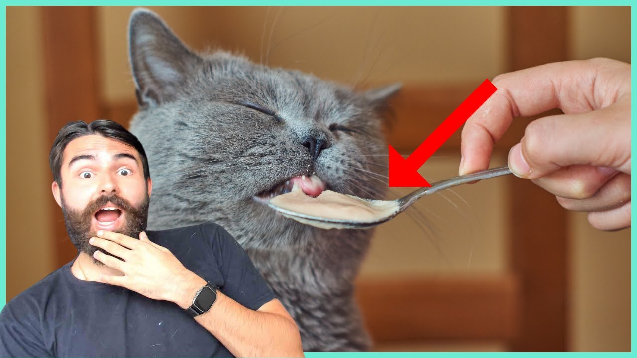 Esses Alimentos Humanos São INCRÍVEIS Para Os Gatos