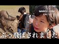 【衝撃映像!?】初詣に起こった悲劇…【奈良公園】