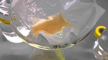 C. elegans liquid culture