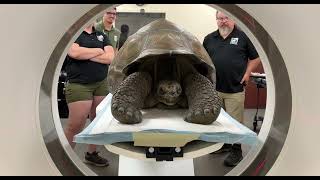 Galapagos Tortoise Bruno Gets Ct Scan - Cincinnati Zoo