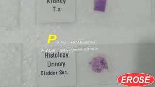 Histology Prepared Microscope Slides Set By Glass Agencies