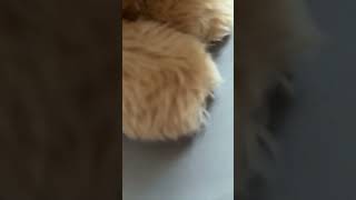 Show the paw then show face#cookie#essa#ESSA#douglaschannel#douglas#emotionalsupportstuffedanimal
