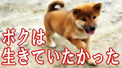 泣ける話 動物 Youtube