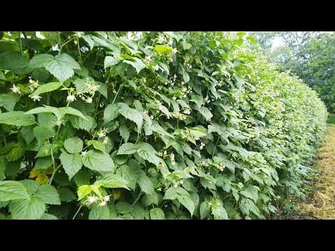 малина ,,Ньюбург,, цветёт. - YouTube
