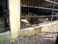 Addis ababa lion zoo