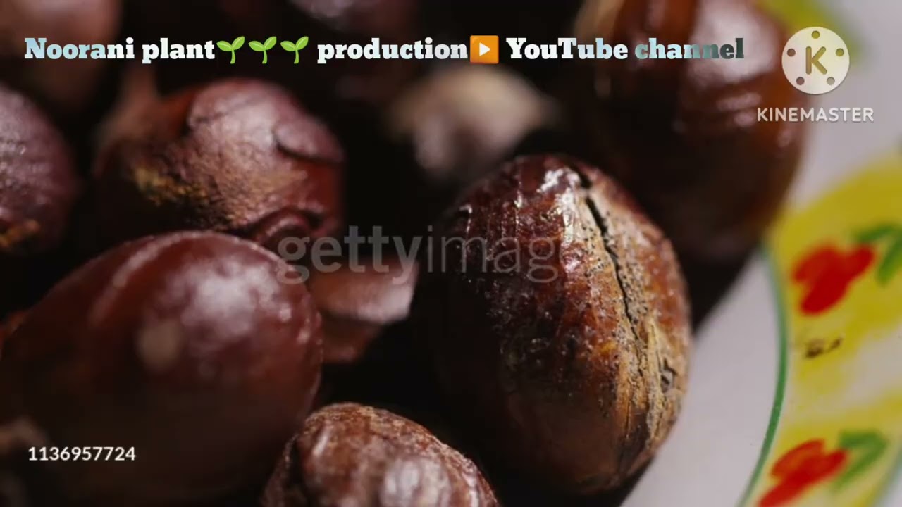 About Javitri Tree🌳🌲