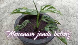 MENANAM JANDA BOLONG (MONSTERA ADANSONII) | HARGANYA SEDANG MELAMBUNG TINGGI