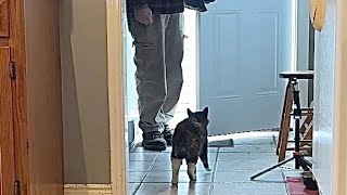 Miss Muffy Greets Cat Daddy At The Door 4 Cats For Treats