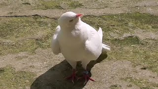 Поднял голубей на время. Не Сапсан так этот🤷‍♂️? Flight of doves in time.