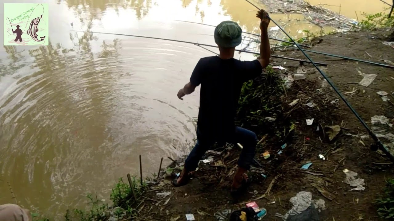 SENSASI STRIKE IKAN SAPU SAPU 