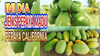 INI DIA JENIS PEPAYA MADU, PEPAYA CALIFORNIA   II EPISODE 27