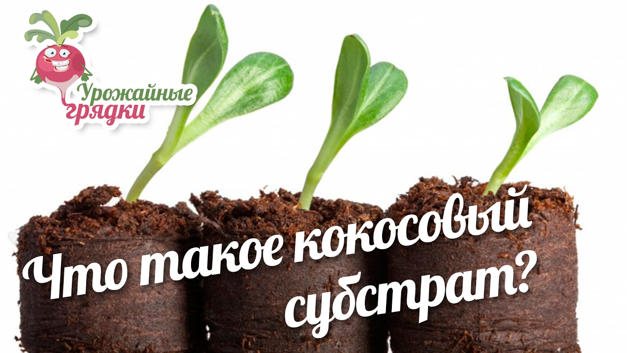 Что такое кокосовый раф