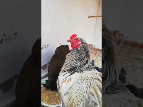 براهمة و الفيومي تبارك الله