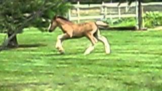 MAX JUMPING.avi