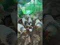 錦鯉の餌が大好きな鶏さん🐔🐓