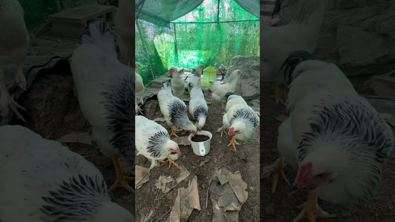 錦鯉の餌が大好きな鶏さん🐔🐓