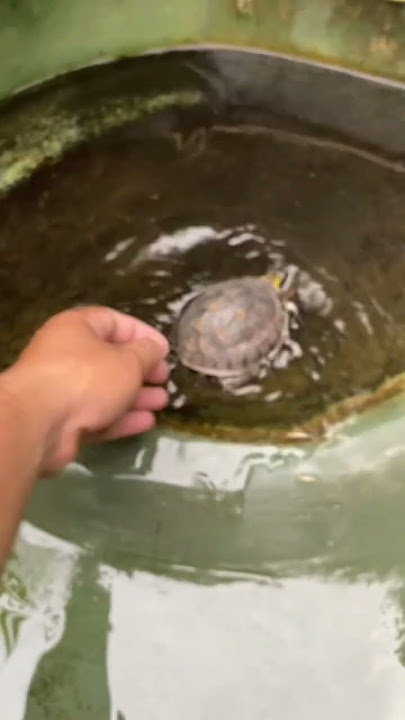 Unboxing kura-kura Ambon 🥰 #kurakura #kuraambon #kurabrazil #animals #fypシ