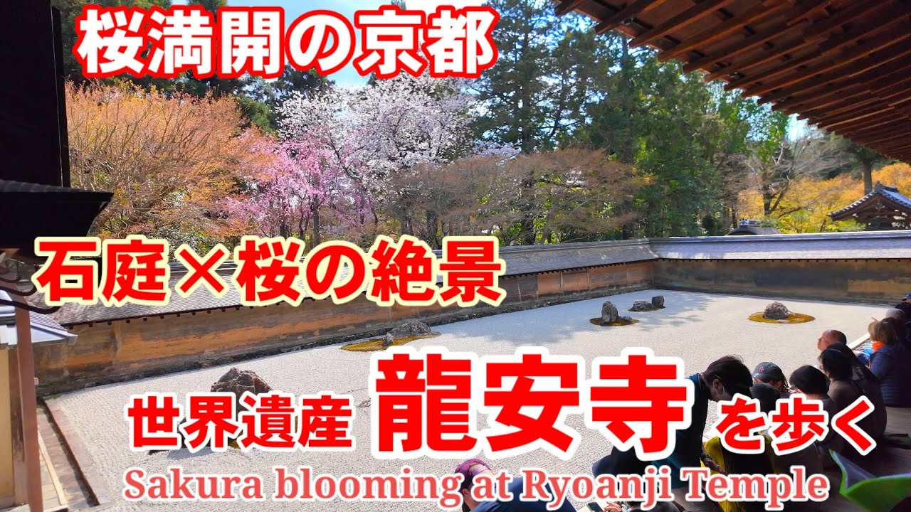 4/7(月)桜満開の京都 外国人観光客も見惚れる石庭の2本桜 世界遺産龍