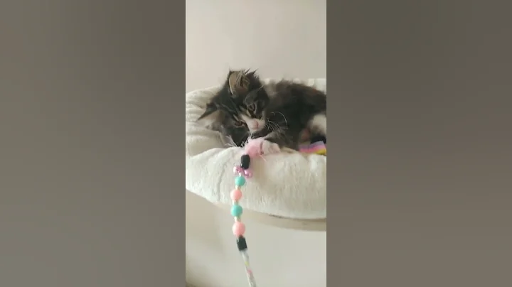 Video 4585071: boy maine coon cat, maine coon cattery, beautiful maine coon cat