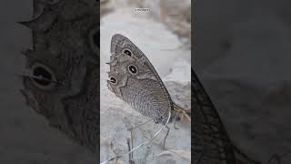 Hipparchia Butterfly Satyrinae In Zagros Mountains