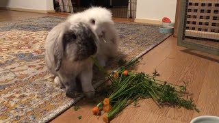 Are carrots and carrot tops good for rabbits?