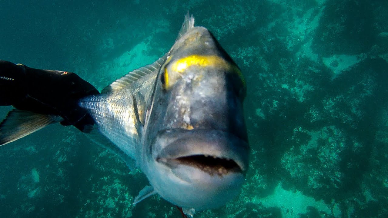 Shop Echo  Alexa Devices