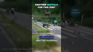 Buffalo Knocks Humans Off Pulling Cart