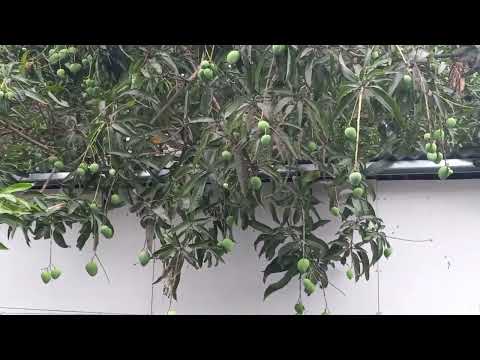 INDIAN MANGGO //MERTO FAMS VLOGS