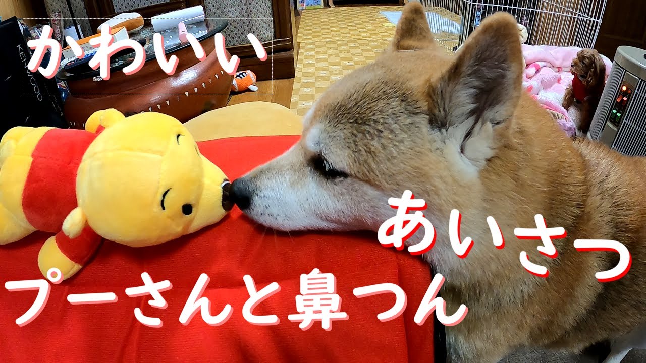 柴犬 チャコちゃん プーさんと鼻つん挨拶 かわいい犬動画です Youtube