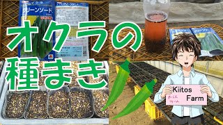 【オクラの種まき】品種や育苗方法、農薬等を紹介！