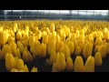 Повелители тюльпанов