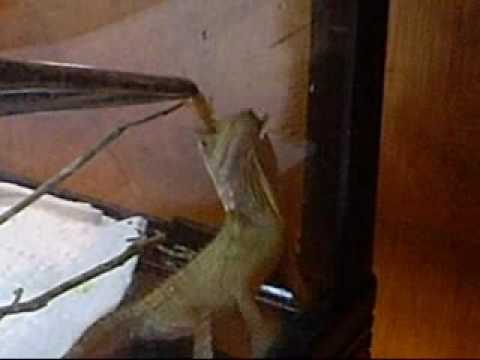 lizard skin grips Feed Night for the boyds forest dragons and a few geckos