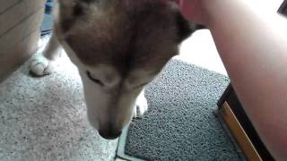 VIDEO0233.3gp