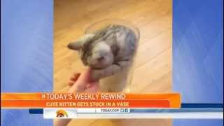 Adorable Kitten Gets Stuck In A Vase