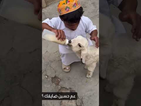 ديزل يشتاق رشيد